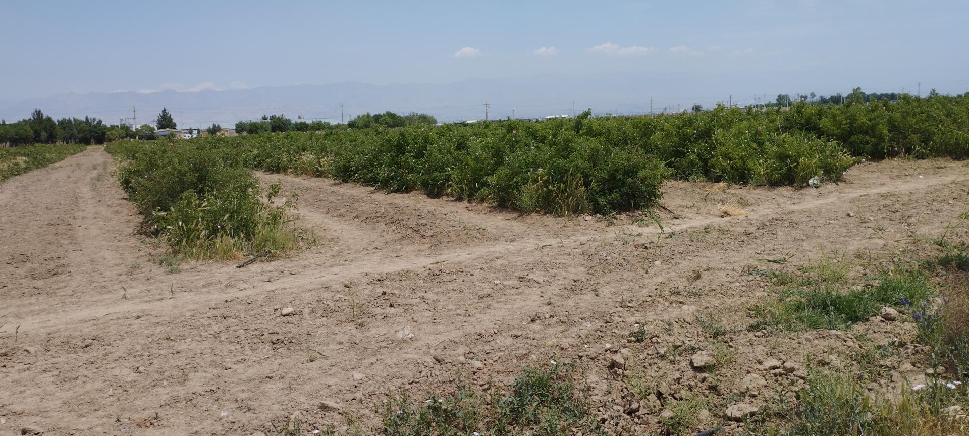 عکس مزرعه عطر رز