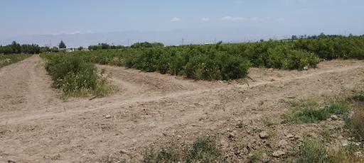 عکس مزرعه عطر رز