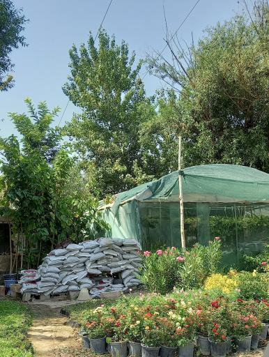 عکس گل و گیاه عزیزی