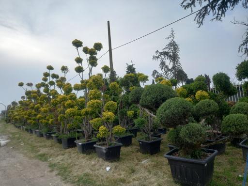 عکس نهالستان علمدار