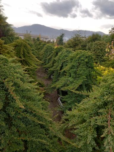 عکس نهالستان علمدار