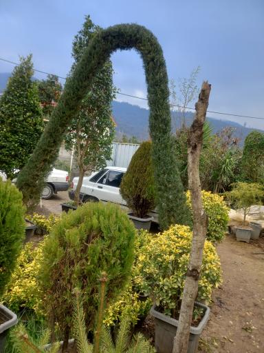 عکس نهالستان علمدار