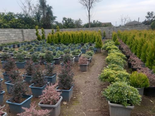 عکس نهالستان علمدار