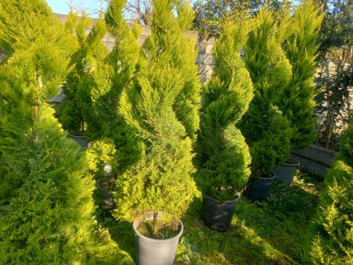 عکس نهالستان علمدار