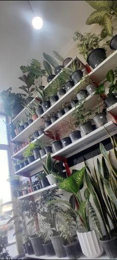 عکس گلکده باغ بهشت