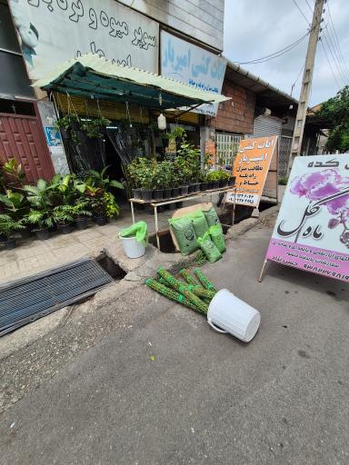 عکس گل کده ماه گل