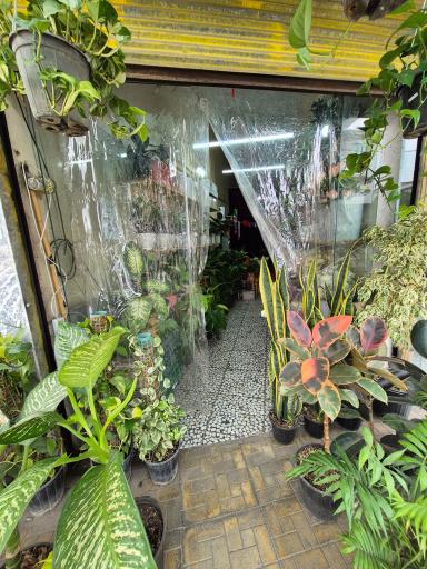 عکس گل کده ماه گل