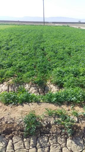 عکس زمین سبزی غفوری