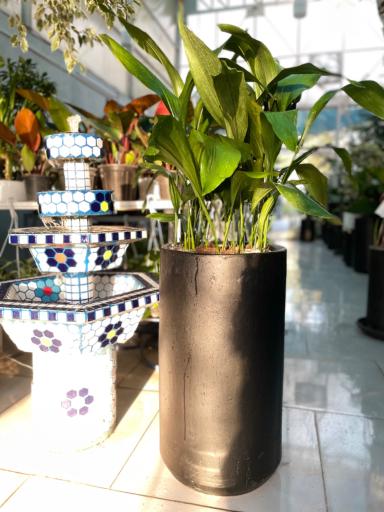 عکس گل و گیاه آوای سبز