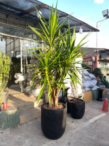 عکس گل و گیاه آوای سبز