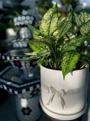 عکس گل و گیاه آوای سبز