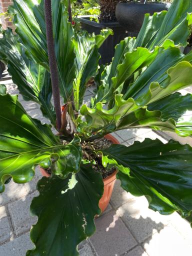 عکس گل و گیاه آوای سبز