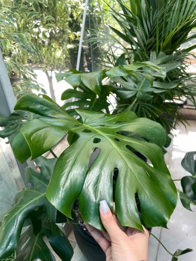 عکس گل و گیاه آوای سبز