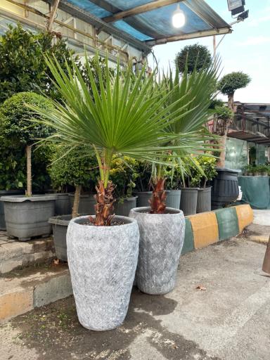 عکس گل و گیاه آوای سبز