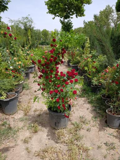 عکس نهالستان سرو و کاج