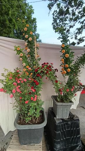 عکس نهالستان سرو و کاج