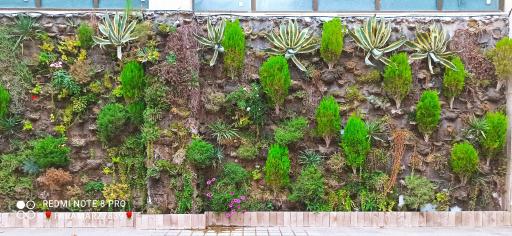 عکس نهالستان سرو و کاج