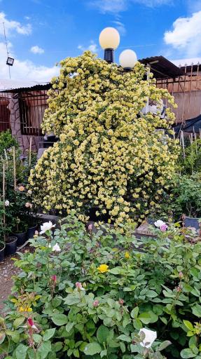 عکس نهالستان سرو و کاج