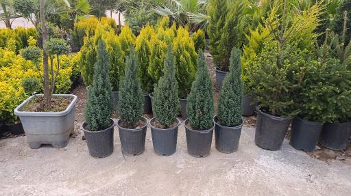 عکس نهالستان سرو و کاج