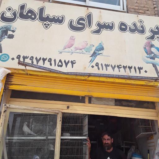 عکس پرنده سرای سپاهان