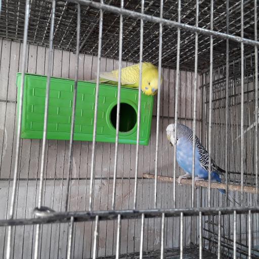 عکس پرنده سرای سپاهان