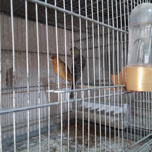 عکس پرنده سرای سپاهان