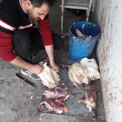 عکس پرنده سرای سپاهان