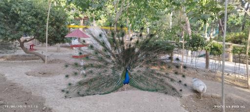 عکس باغ پرندگان 