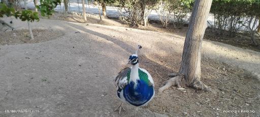 عکس باغ پرندگان 