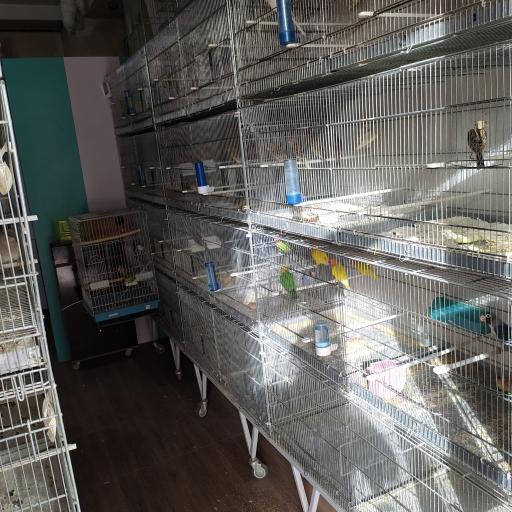 عکس پرنده فروشی و تجهیزات پرنده شهریار