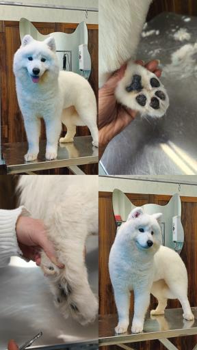 عکس کلینیک اختصاصی دامپزشکی بهار