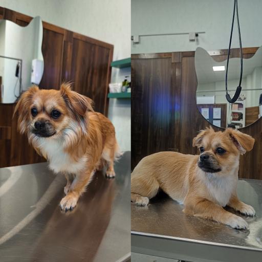 عکس کلینیک اختصاصی دامپزشکی بهار