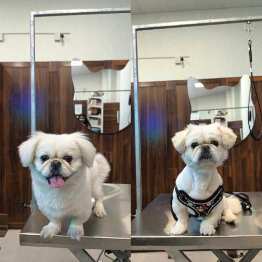 عکس کلینیک اختصاصی دامپزشکی بهار