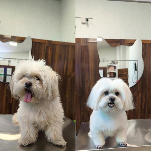 عکس کلینیک اختصاصی دامپزشکی بهار