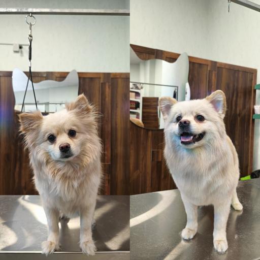 عکس کلینیک اختصاصی دامپزشکی بهار