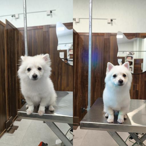 عکس کلینیک اختصاصی دامپزشکی بهار