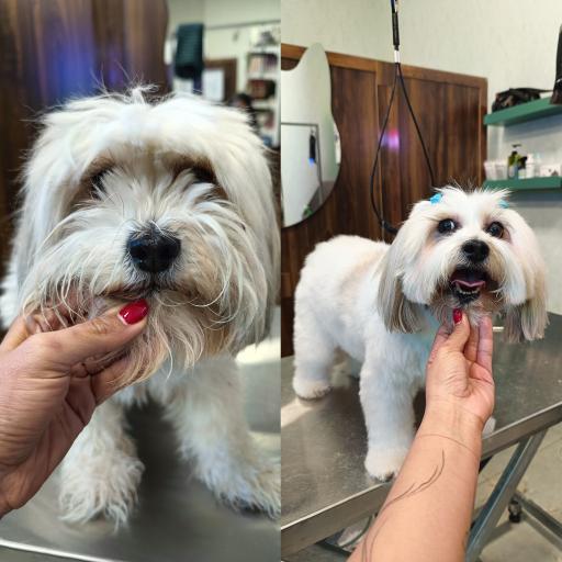 عکس کلینیک اختصاصی دامپزشکی بهار