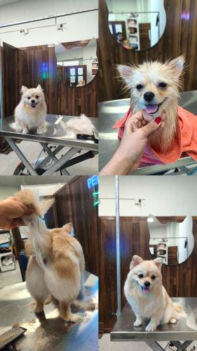 عکس کلینیک اختصاصی دامپزشکی بهار