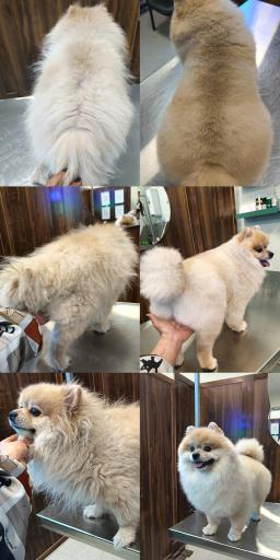 عکس کلینیک اختصاصی دامپزشکی بهار