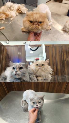 عکس کلینیک اختصاصی دامپزشکی بهار