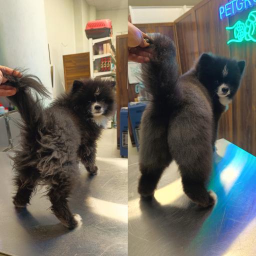 عکس کلینیک اختصاصی دامپزشکی بهار