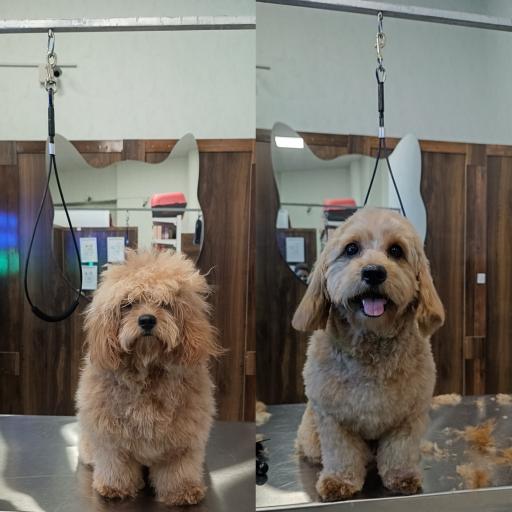 عکس کلینیک اختصاصی دامپزشکی بهار