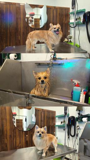 عکس کلینیک اختصاصی دامپزشکی بهار