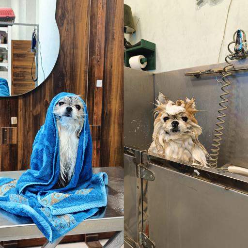 عکس کلینیک اختصاصی دامپزشکی بهار