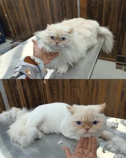 عکس کلینیک اختصاصی دامپزشکی بهار