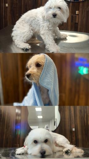 عکس کلینیک اختصاصی دامپزشکی بهار