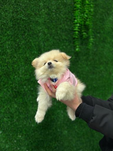 عکس کلینیک اختصاصی دامپزشکی بهار