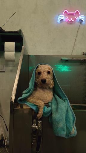 عکس کلینیک اختصاصی دامپزشکی بهار