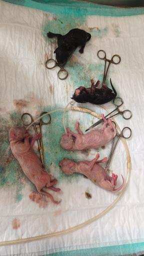 عکس کلینیک اختصاصی دامپزشکی بهار