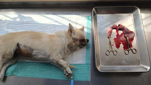 عکس کلینیک اختصاصی دامپزشکی بهار